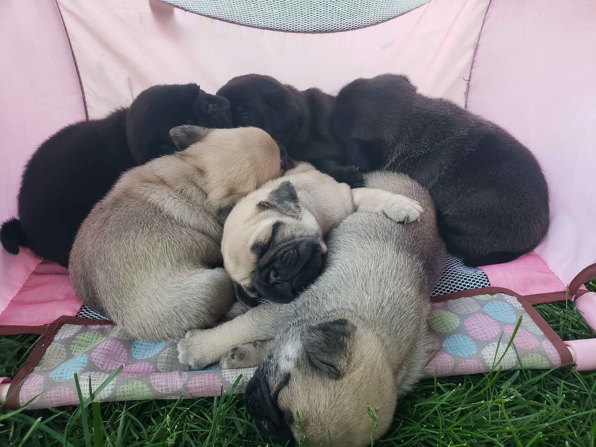 Pug Puppies breeder image 6
