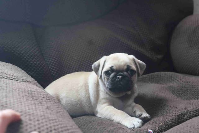 Pug Puppies media 9