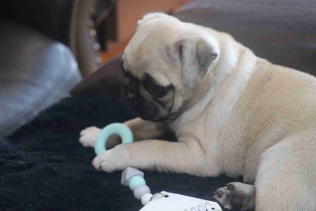 Pug Puppies media 10