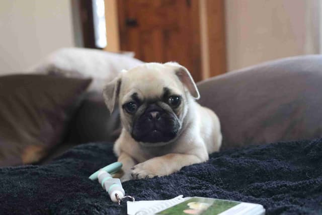 Pug Puppies media 13