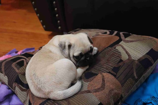 Pug Puppies media 14