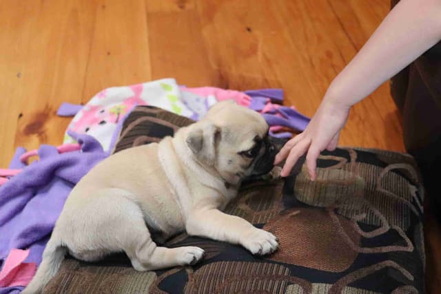 Pug Puppies media 11