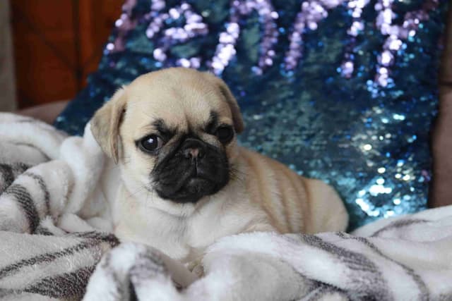 Pug Puppies media 6