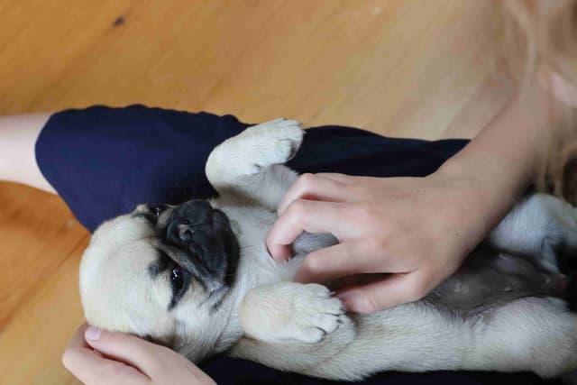 Pug Puppies media 5