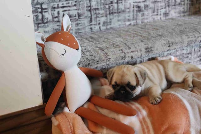 Pug Puppies media 4