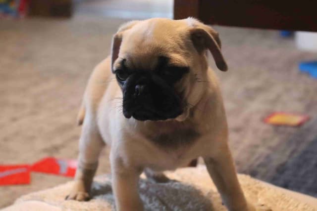 Pug Puppies media 12