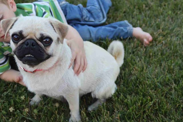 Pug Puppies media 17