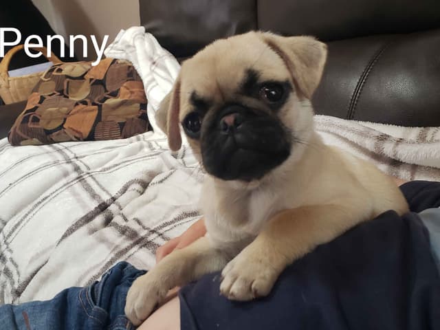 Pug Puppies media 8