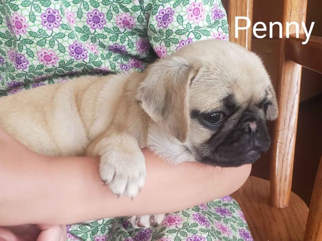 Pug Puppies media 7