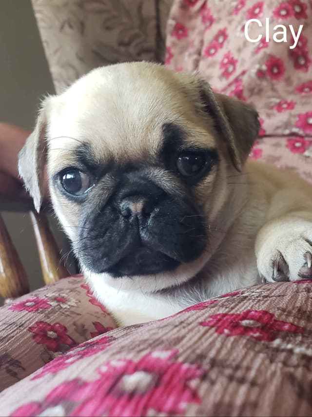 Pug Puppies media 15