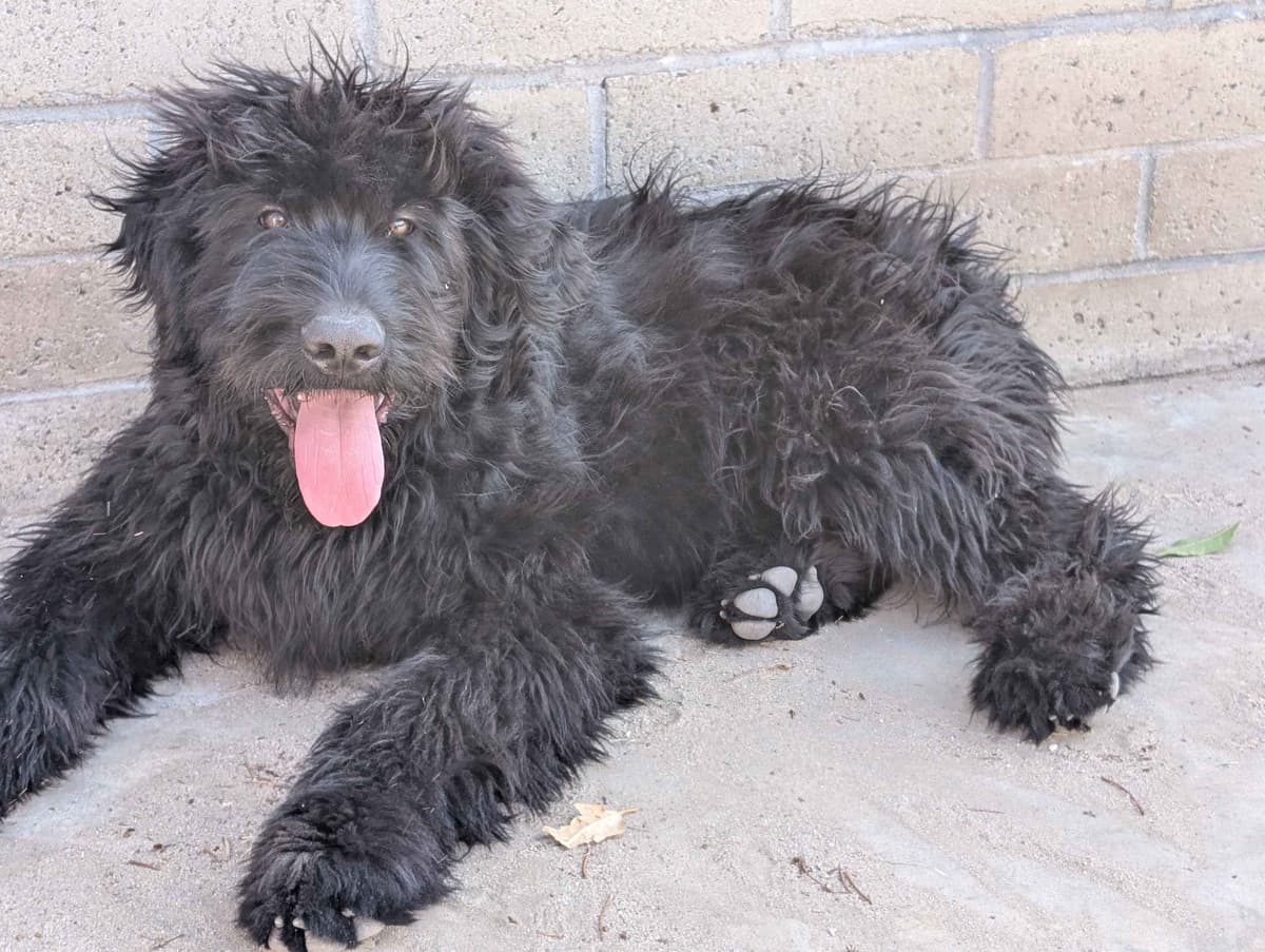 Bouvier des Flandres Puppies breeder image 1