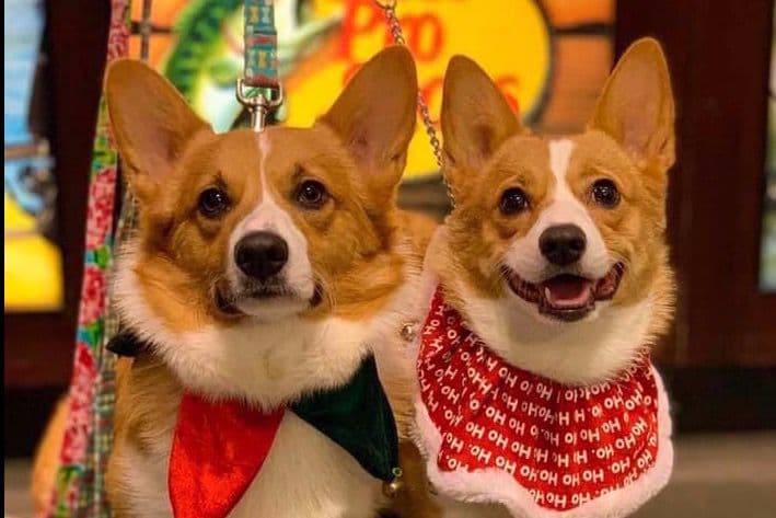 AKC Pembroke Welsh Corgi Puppies breeder image 4