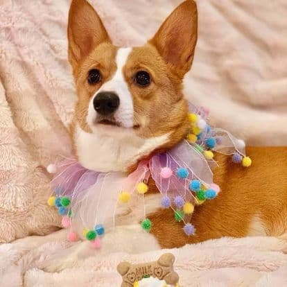 AKC Pembroke Welsh Corgi Puppies breeder image 5