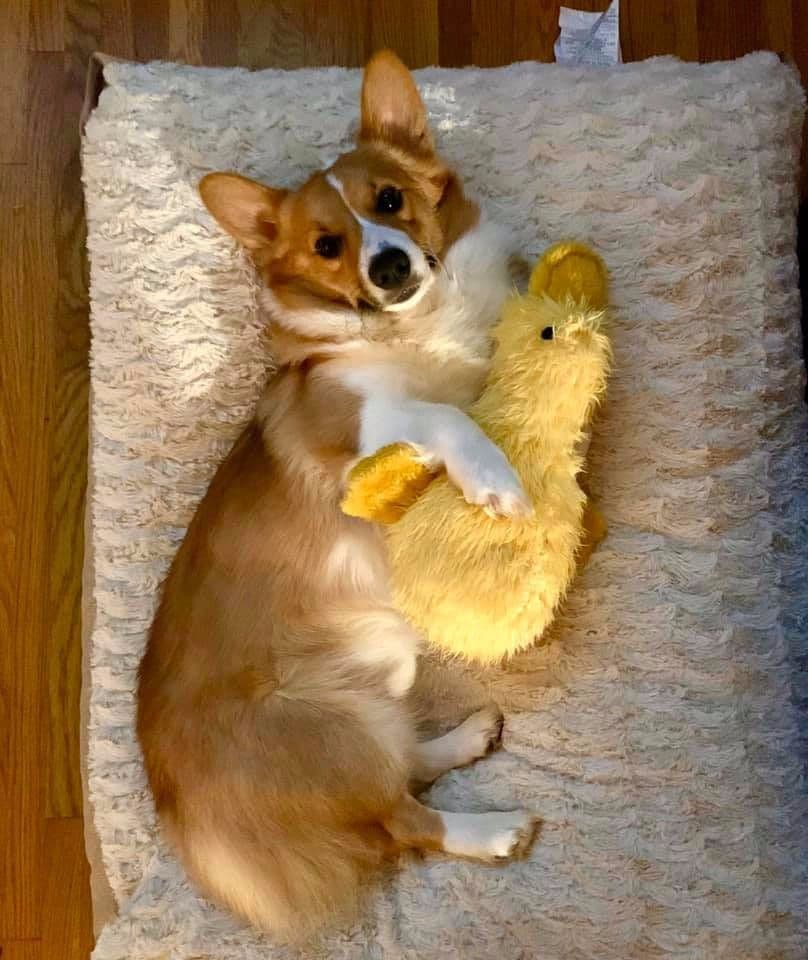 AKC Pembroke Welsh Corgi Puppies breeder image 7