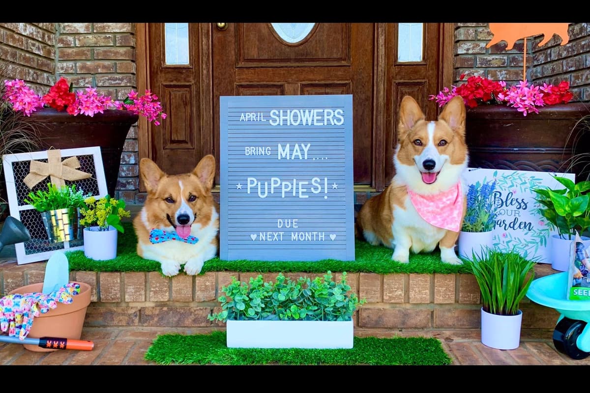 AKC Pembroke Welsh Corgi Puppies breeder image 3