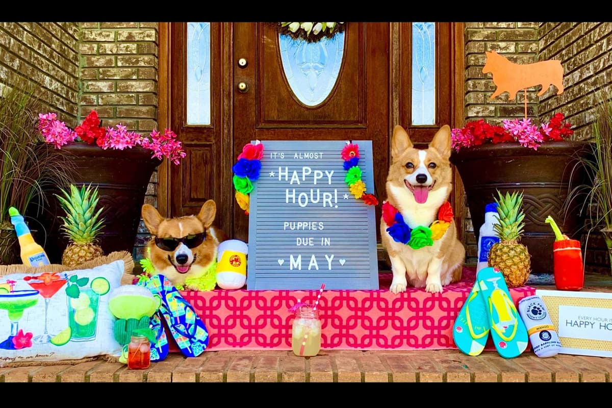 AKC Pembroke Welsh Corgi Puppies breeder image 1