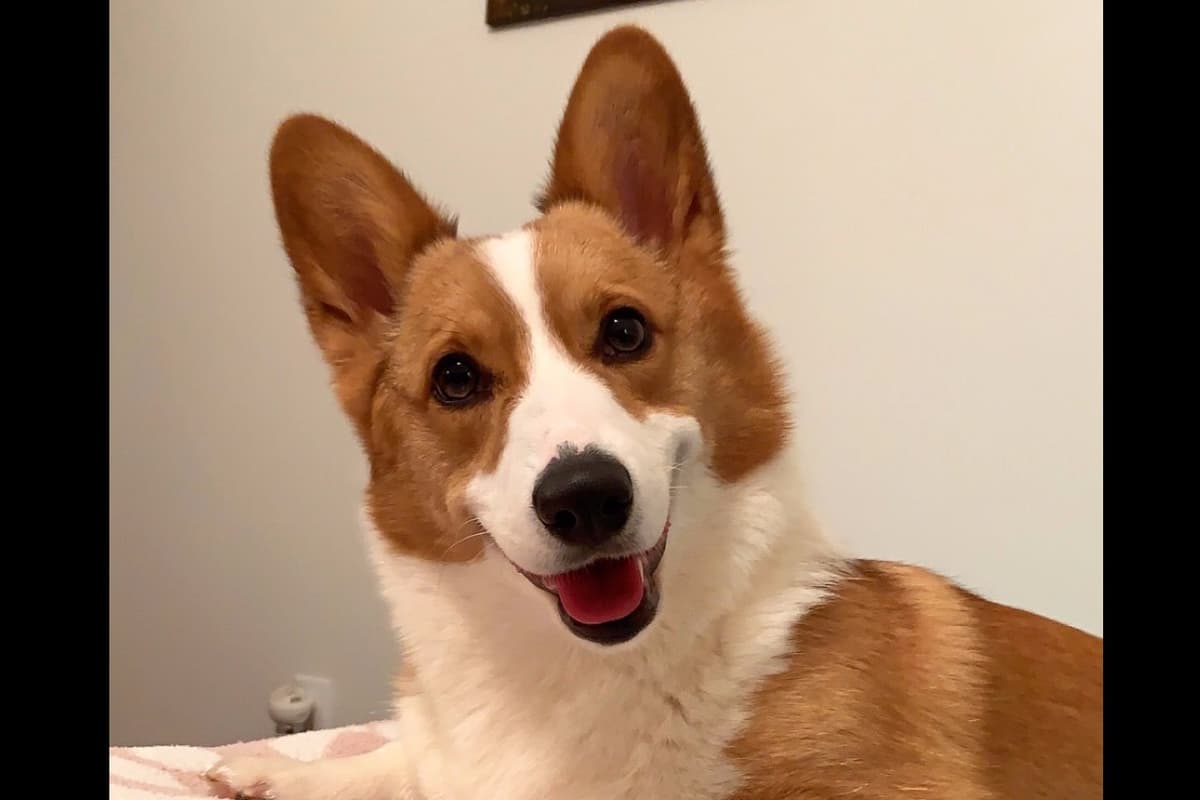 AKC Pembroke Welsh Corgi Puppies breeder image 6