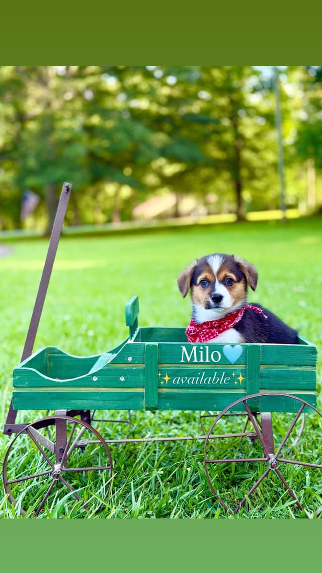 AKC Pembroke Welsh Corgi Puppies media 3