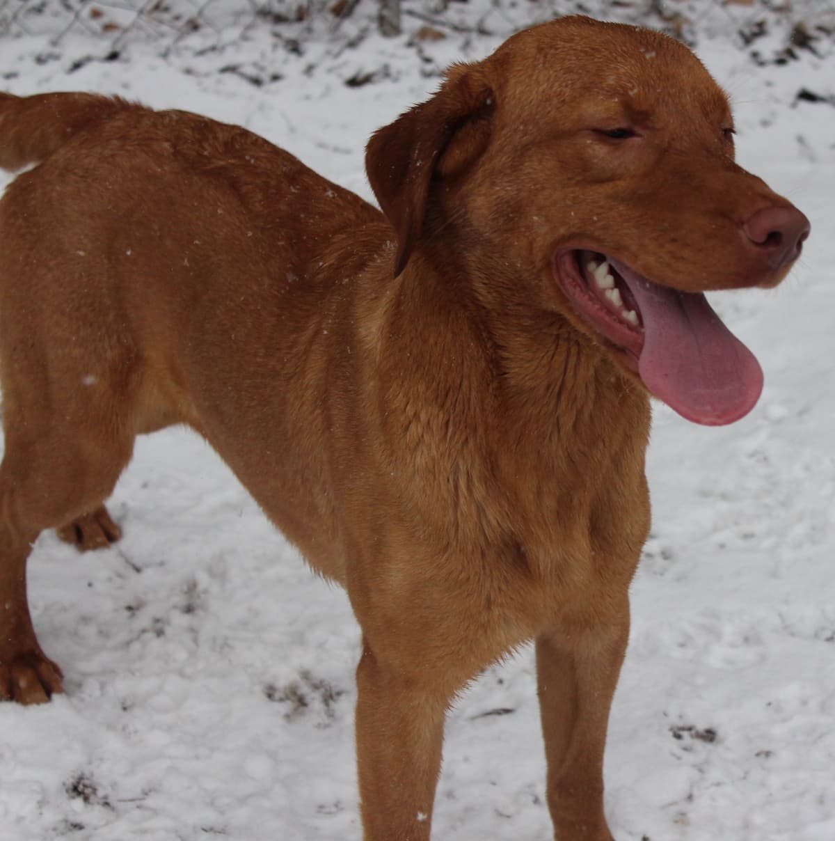 Labrador Retriever Puppies breeder image 2