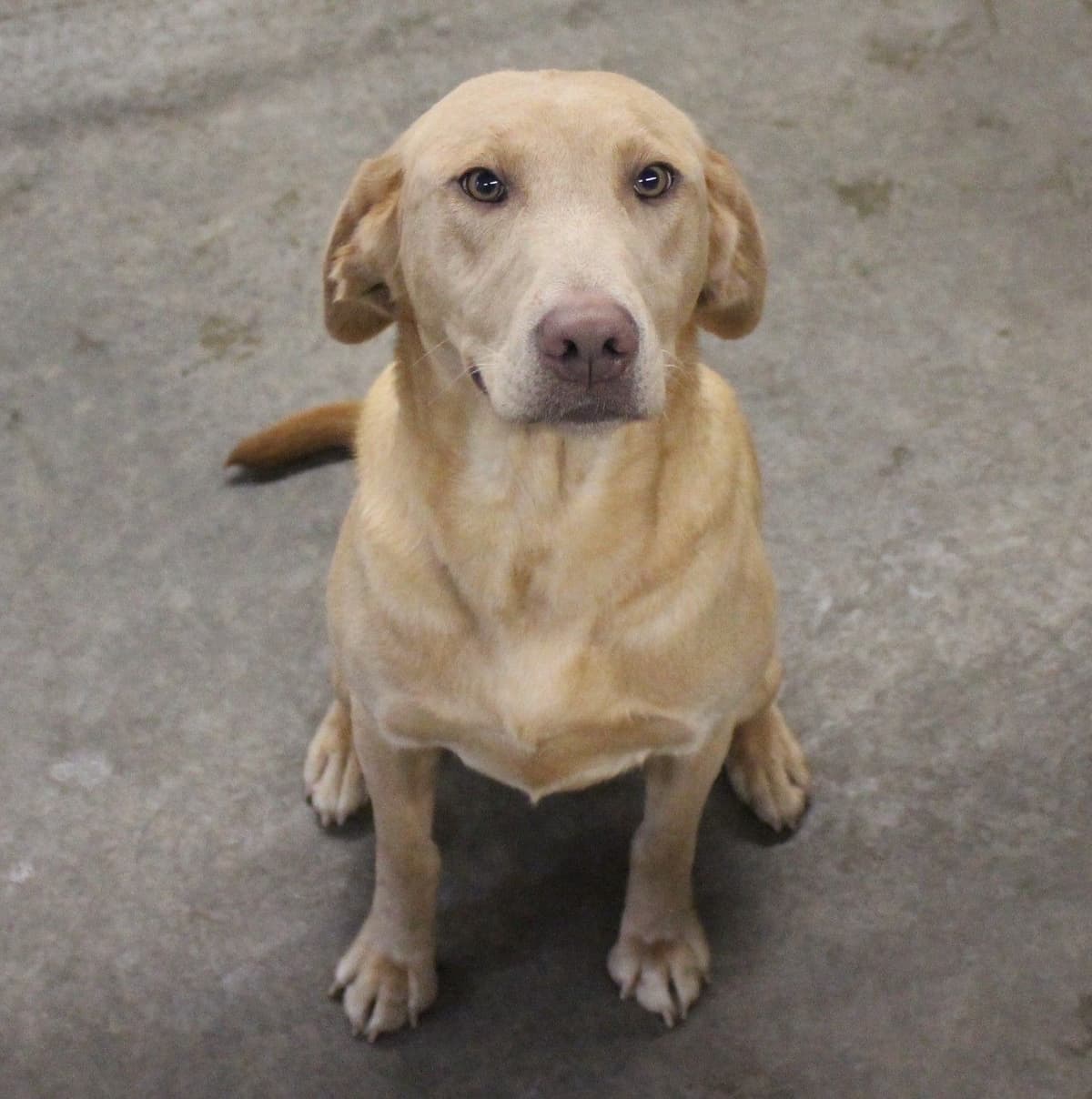 Labrador Retriever Puppies breeder image 3
