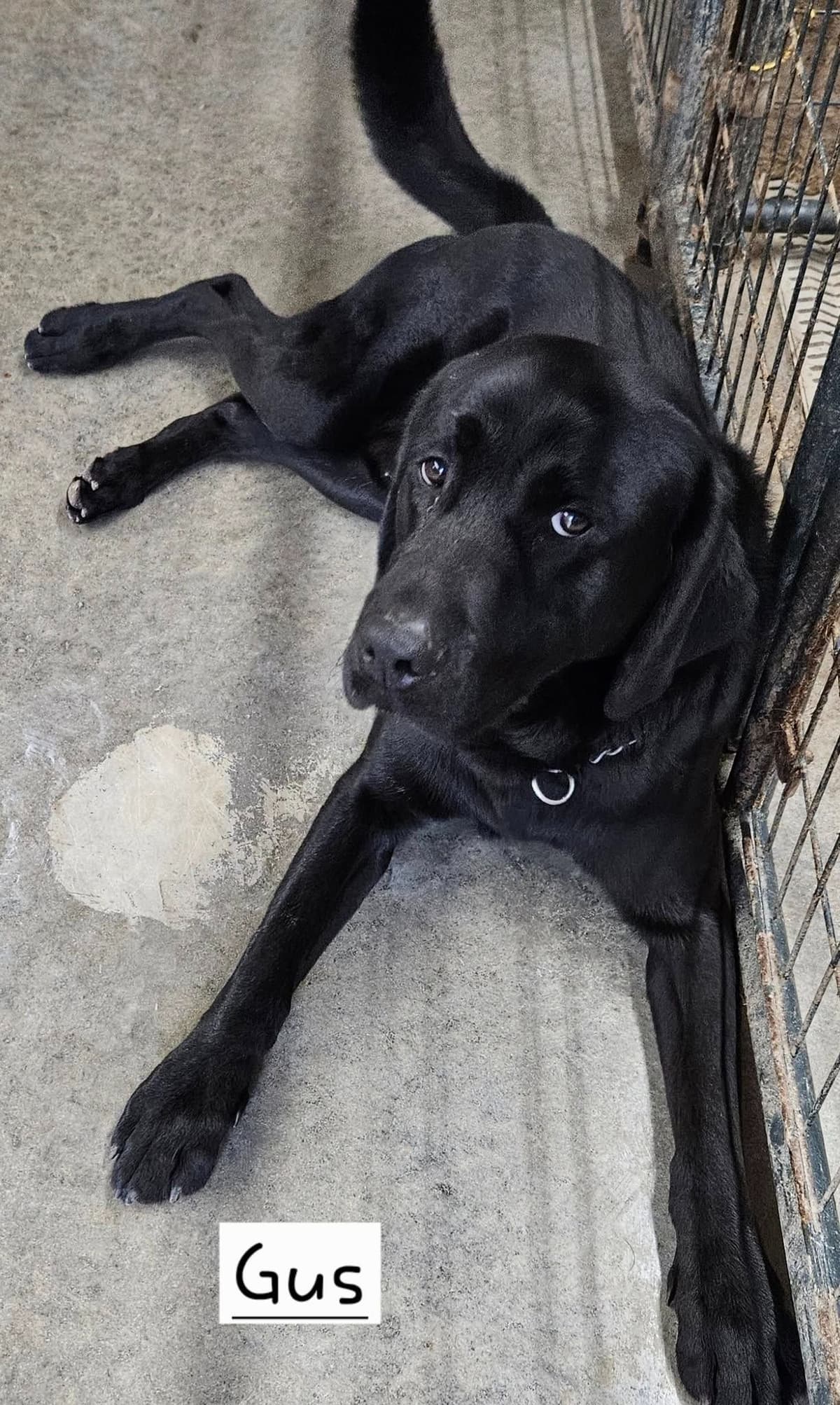 Labrador Retriever Puppies breeder image 6