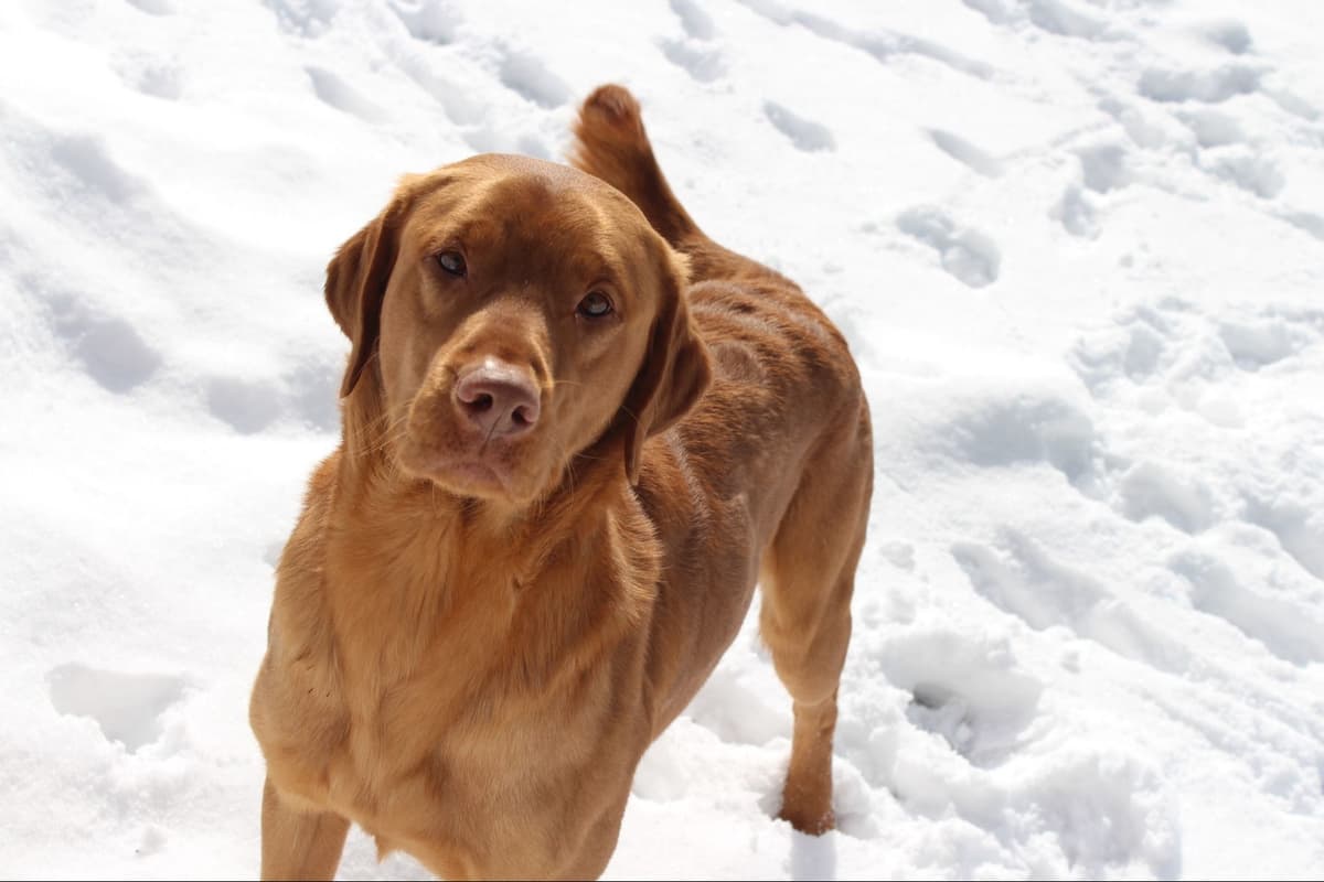 Labrador Retriever Puppies breeder image 4