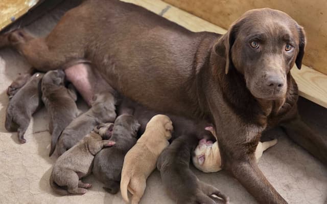 Labrador Retriever Puppies media 4