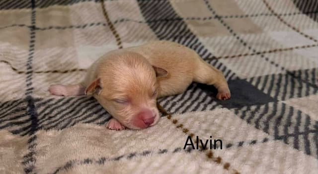 Labrador Retriever Puppies media 2