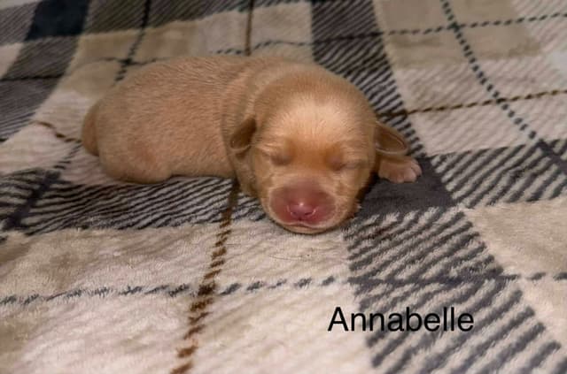 Labrador Retriever Puppies media 3