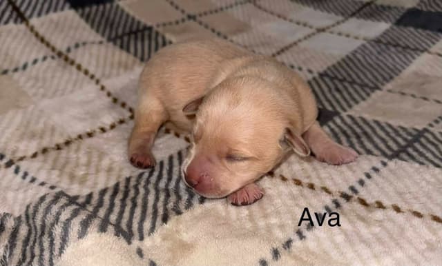 Labrador Retriever Puppies media 4