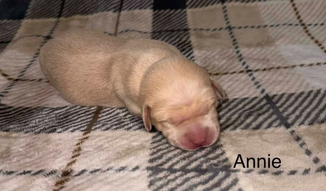Labrador Retriever Puppies media 6