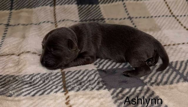 Labrador Retriever Puppies media 5