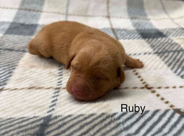 Labrador Retriever Puppies media 2