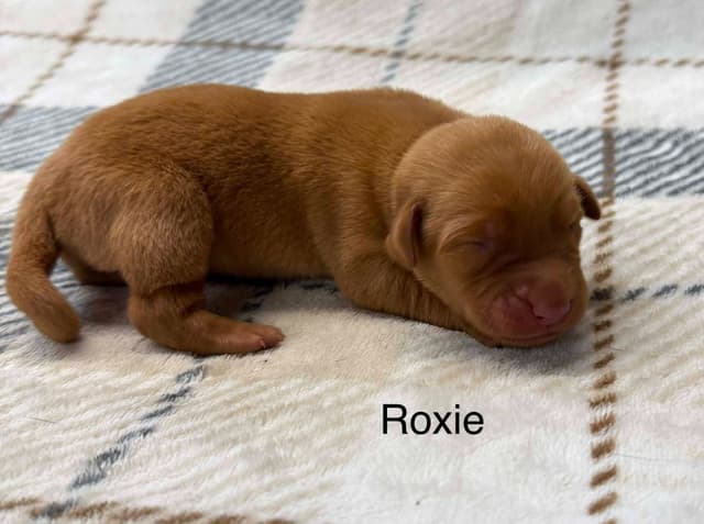 Labrador Retriever Puppies media 3