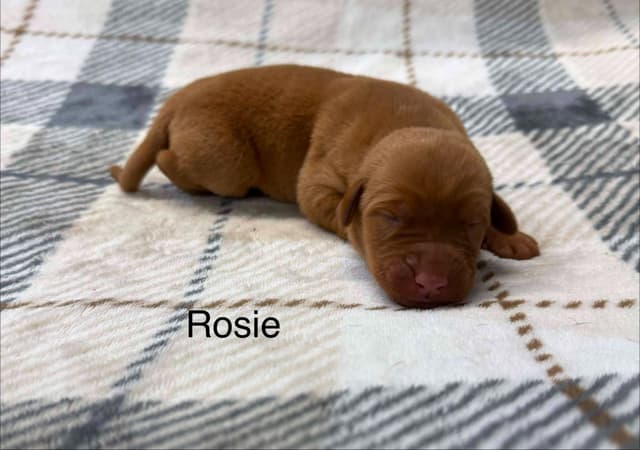 Labrador Retriever Puppies media 4