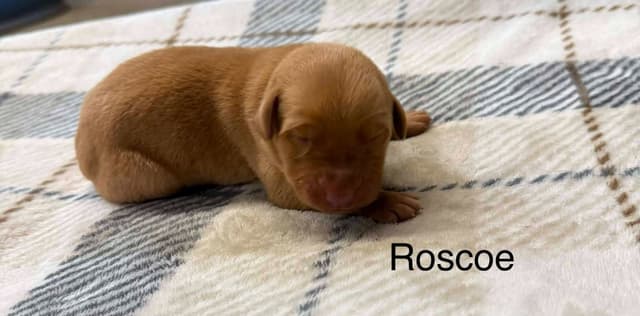 Labrador Retriever Puppies media 5