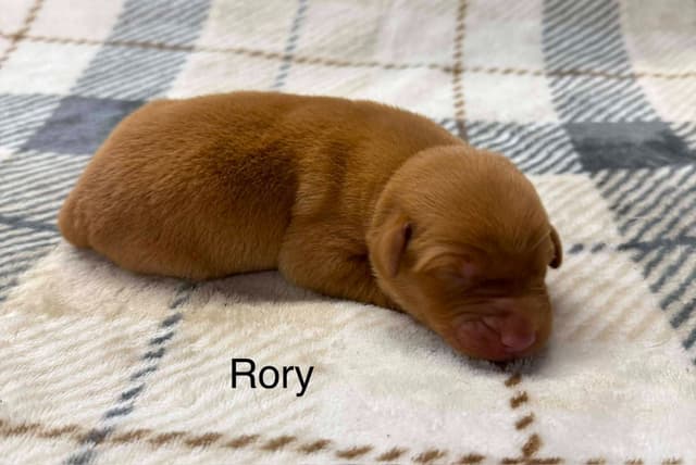 Labrador Retriever Puppies media 6