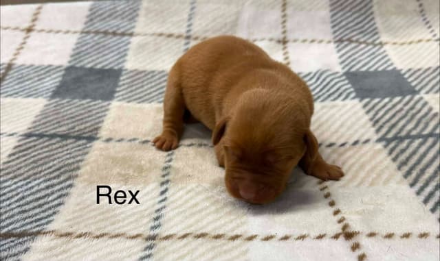 Labrador Retriever Puppies media 7