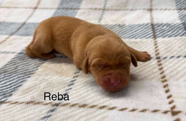 Labrador Retriever Puppies media 8
