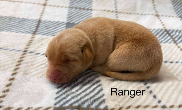 Labrador Retriever Puppies media 9