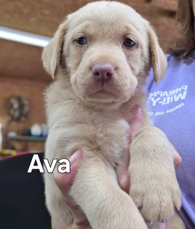 Labrador Retriever Puppies