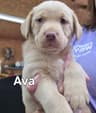Labrador Retriever Puppies