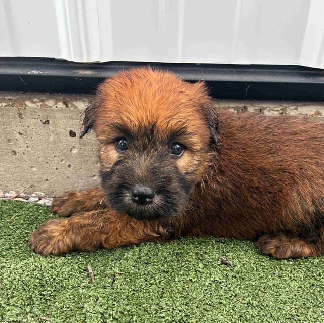 Soft Coated Wheaten Terrier Puppies 217-827-4809 media 2