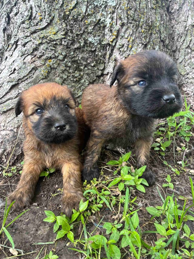 Soft Coated Wheaten Terrier Puppies 217-827-4809 media 3
