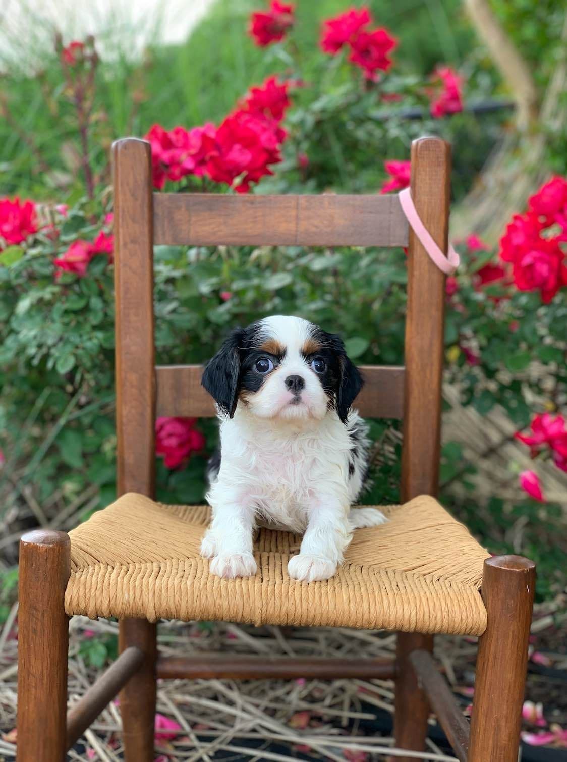 Cavalier King Charles Spaniel Puppies breeder image 1