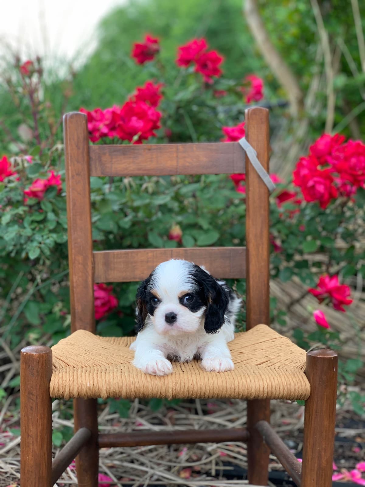 Cavalier King Charles Spaniel Puppies breeder image 2