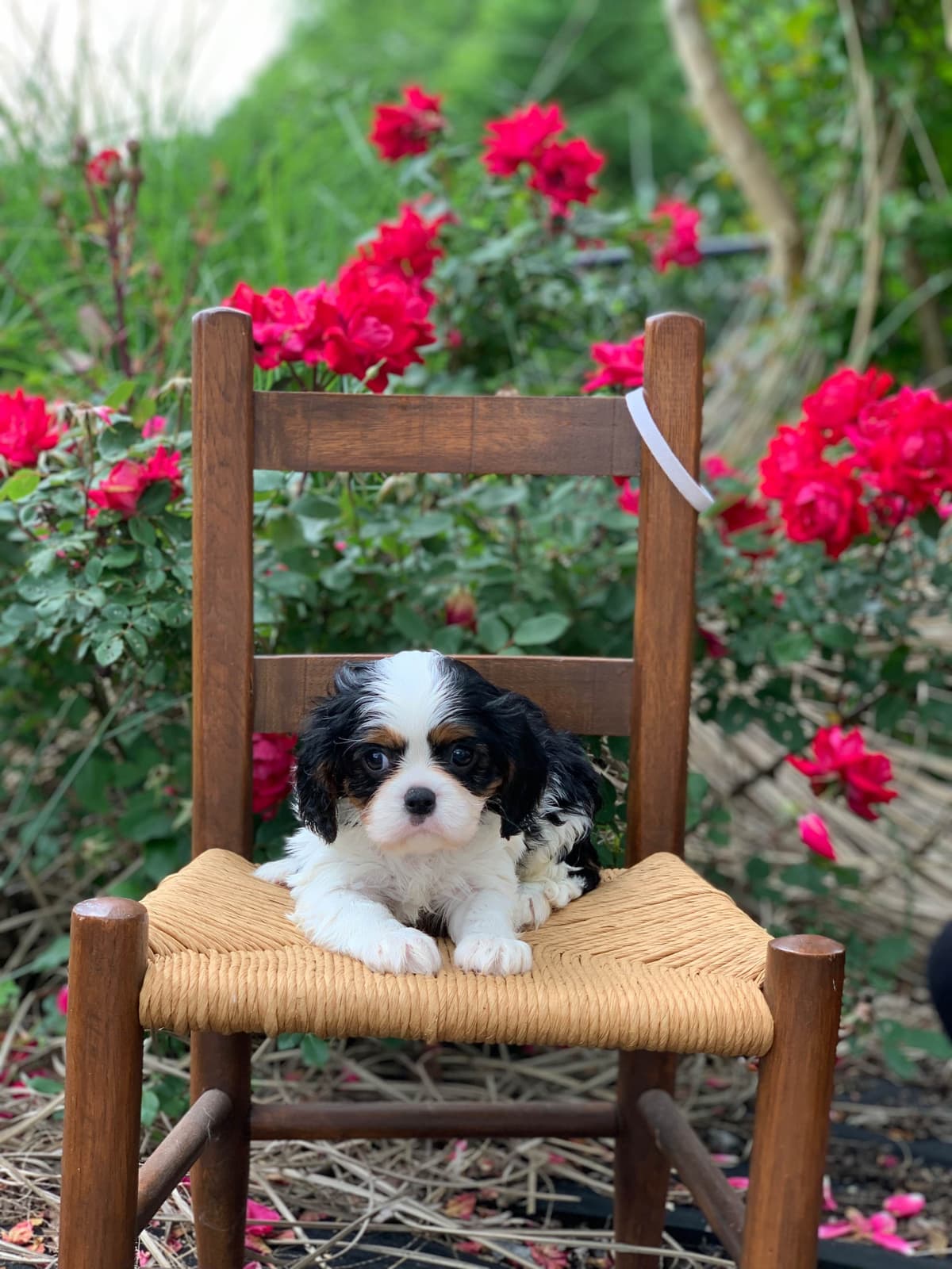 Cavalier King Charles Spaniel Puppies breeder image 3