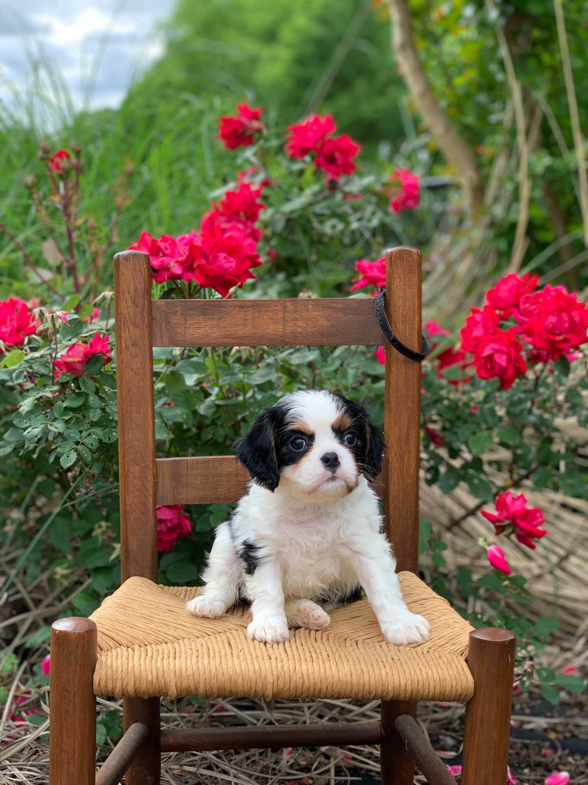Cavalier King Charles Spaniel Puppies breeder image 5