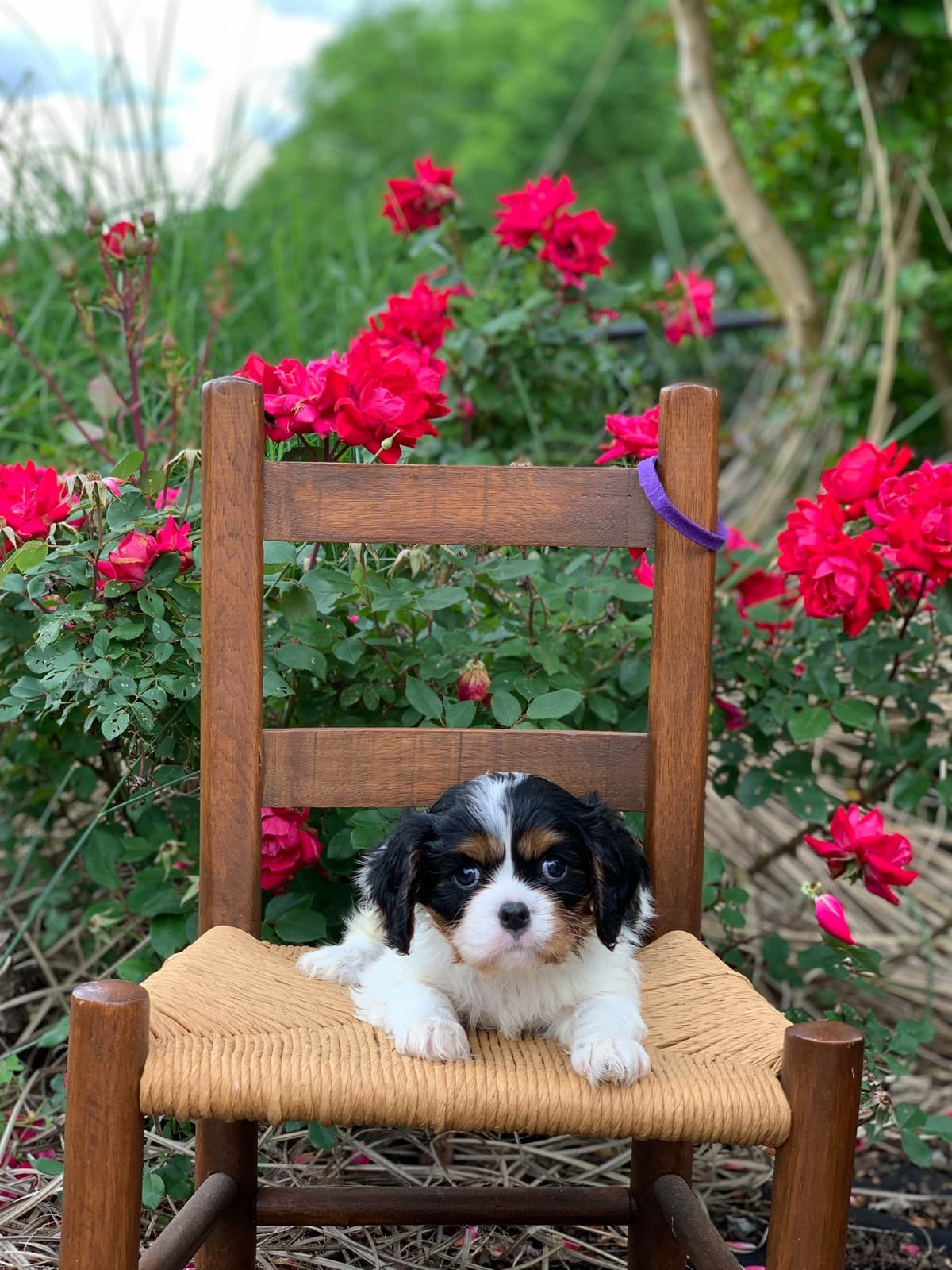 Cavalier King Charles Spaniel Puppies breeder image 6