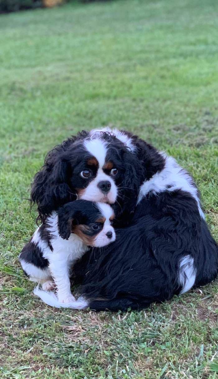 Cavalier King Charles Spaniel Puppies breeder image 7